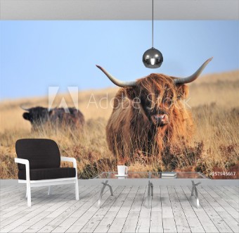 Picture of Hardy Highland cow on Exmoor Somerset